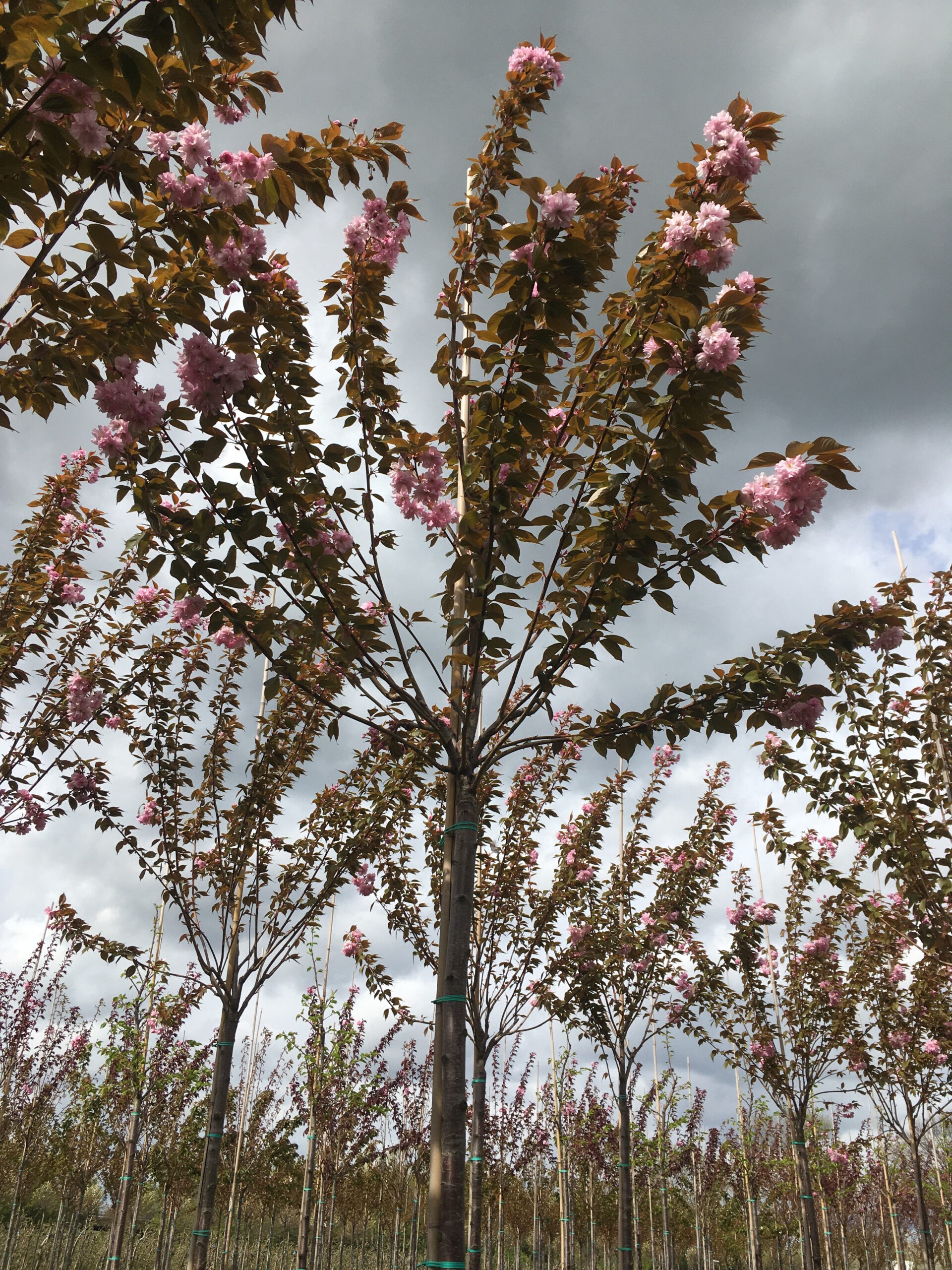 Prunus serr. Kanzan Hochstämme in Produktion