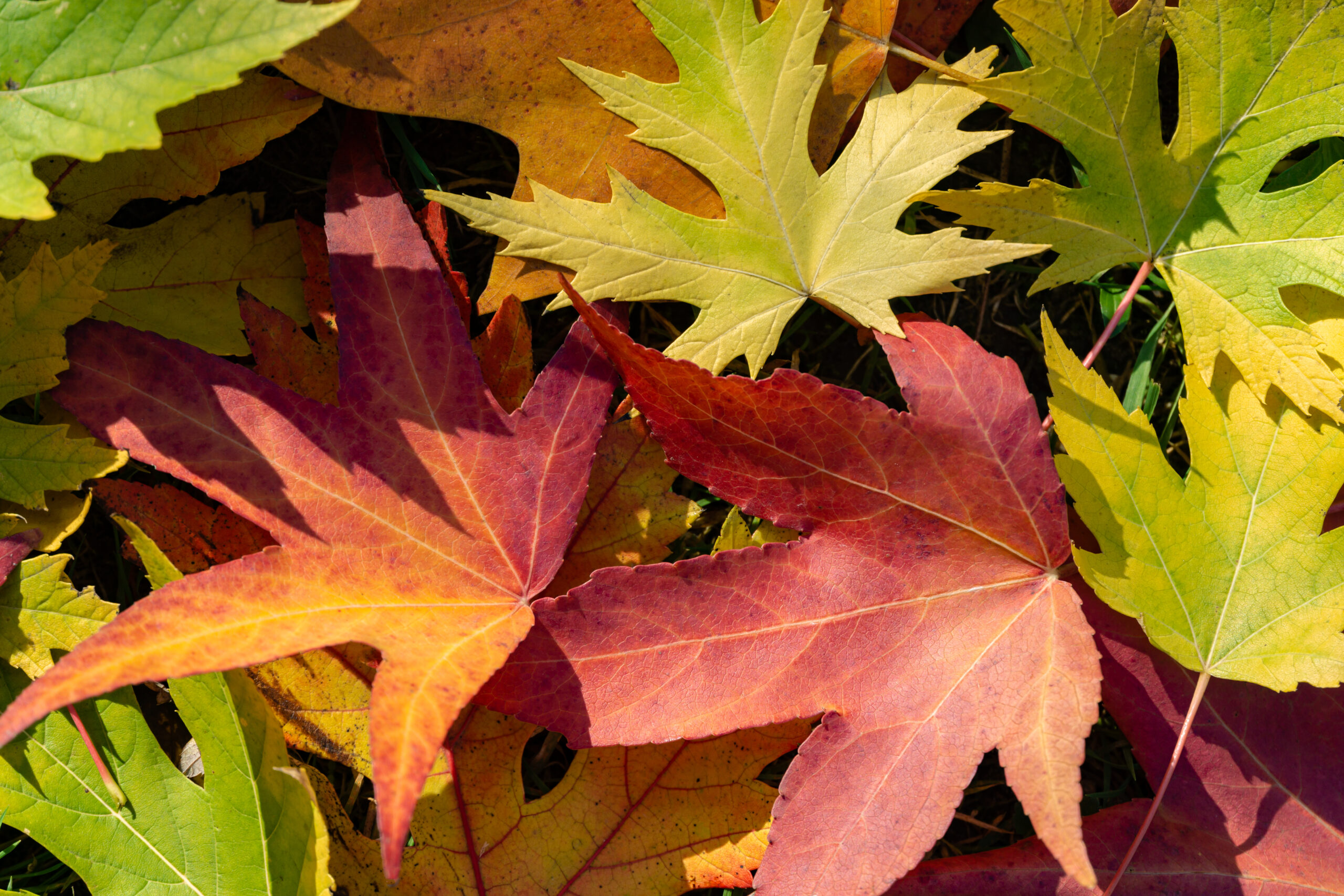 Multicolored background of autumn leaves. Red, yellow, green and brown leaves lie on the grass. Autumn background for fresh wallpaper, nature background concept