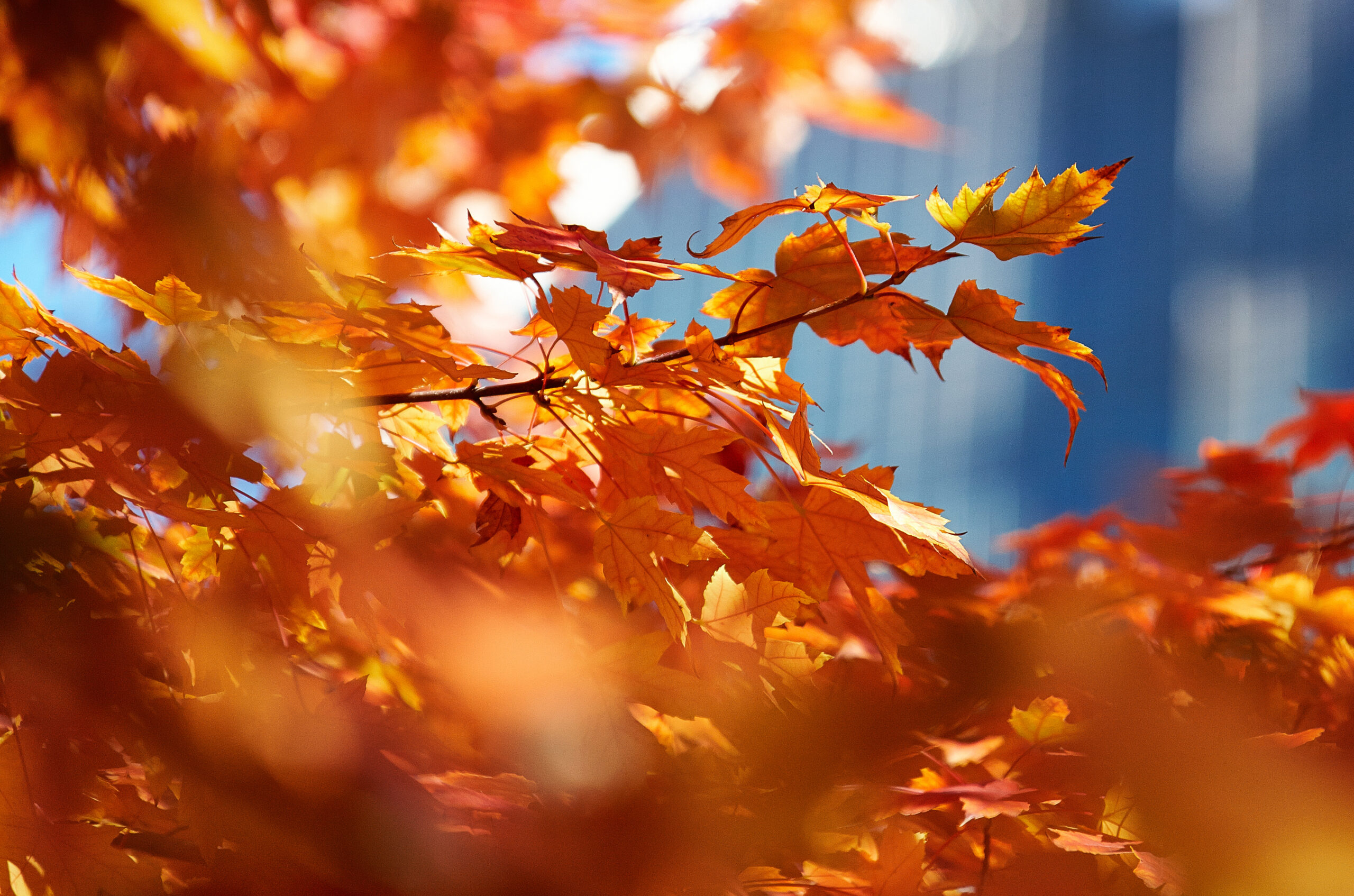 indian Summer Illinois