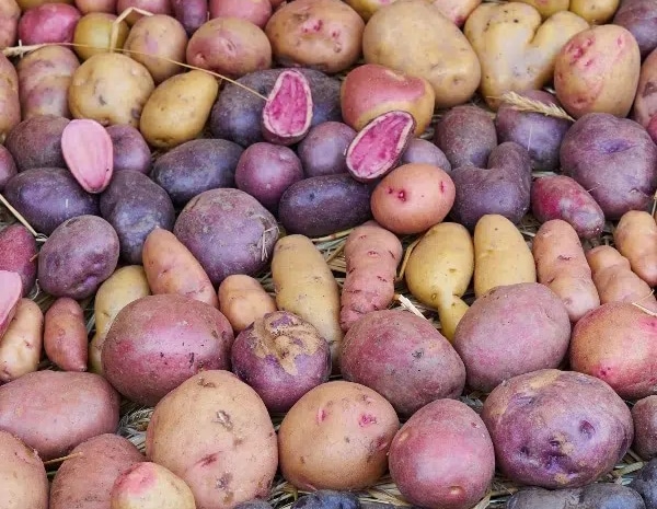 Saatkartoffeln jetzt im Sängerhof und im Gartenwebshop kaufen