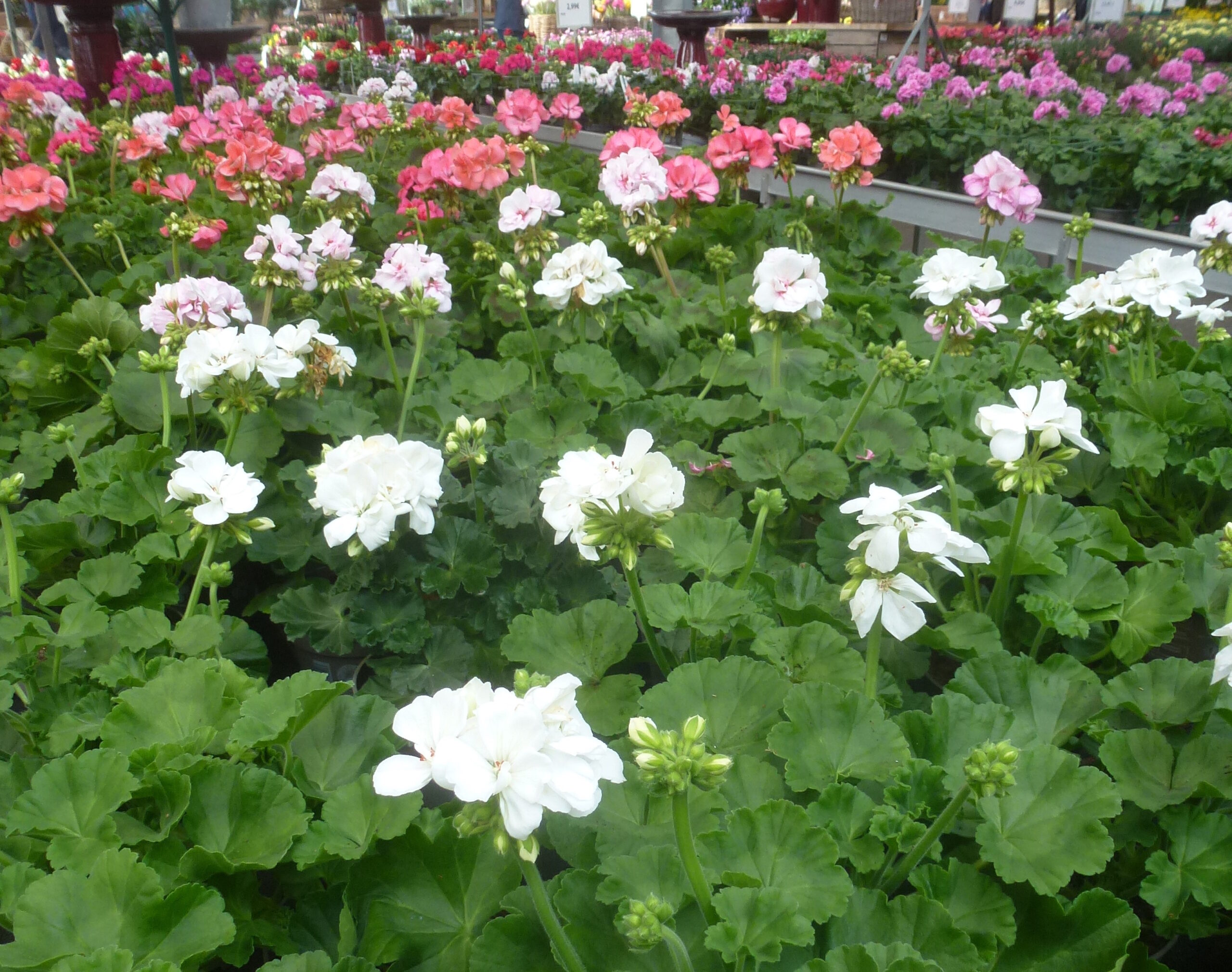 Sängerhof Sommerblumen Geranien