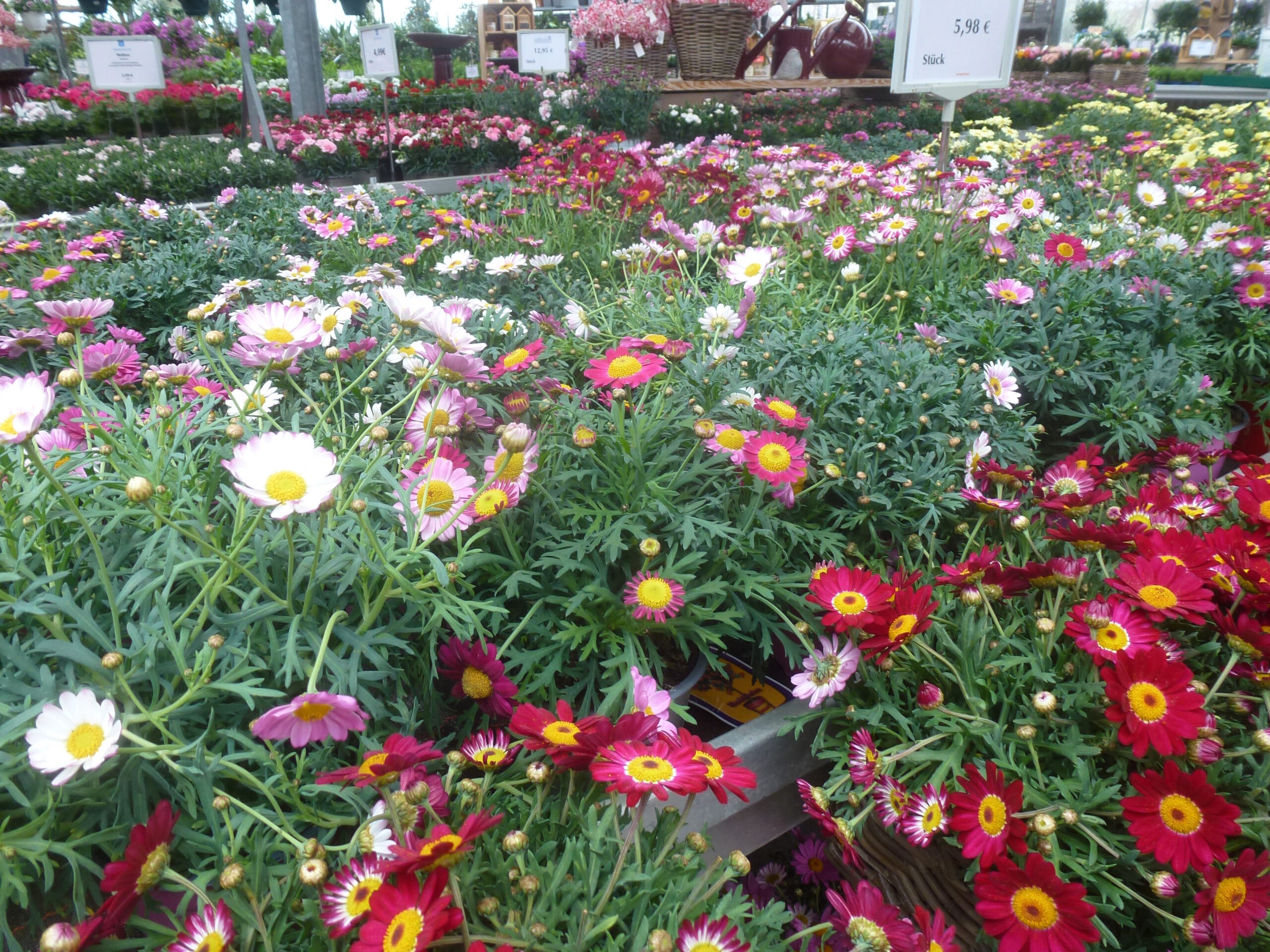 Sängerhof Sommerblumen Margeriten