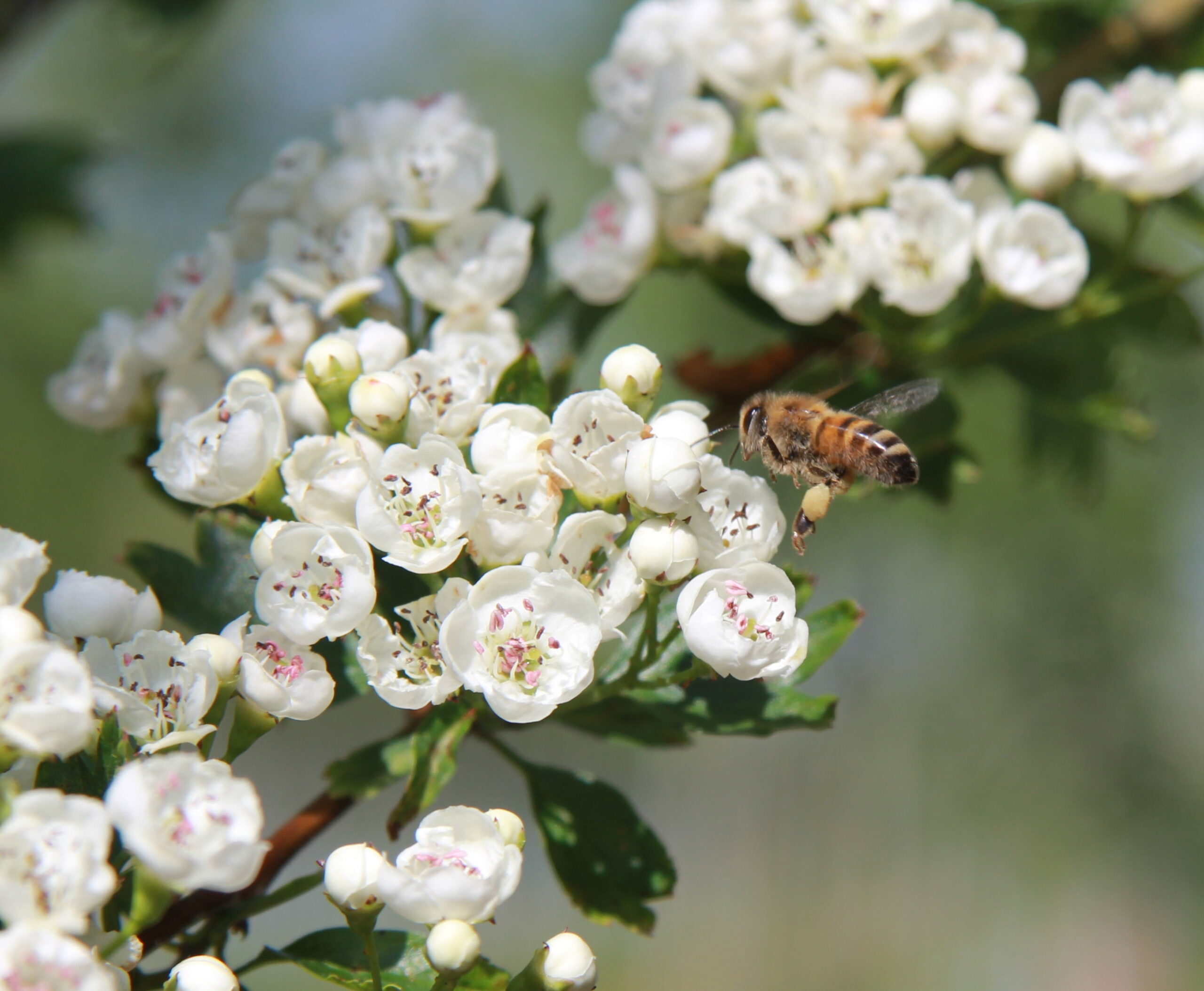 Befruchtung von Obstbäumen durch Bienen