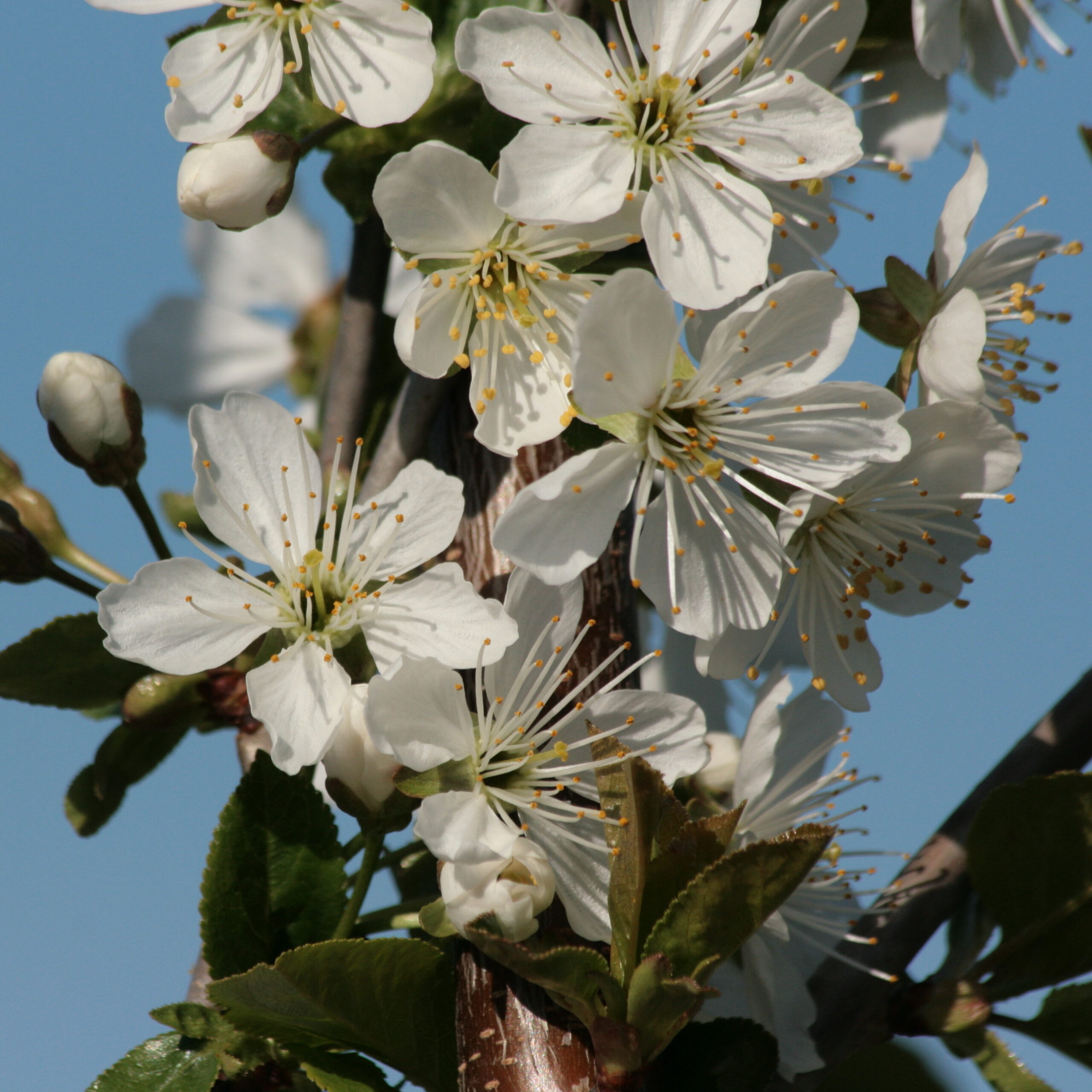 Blüte Morellenfeuer