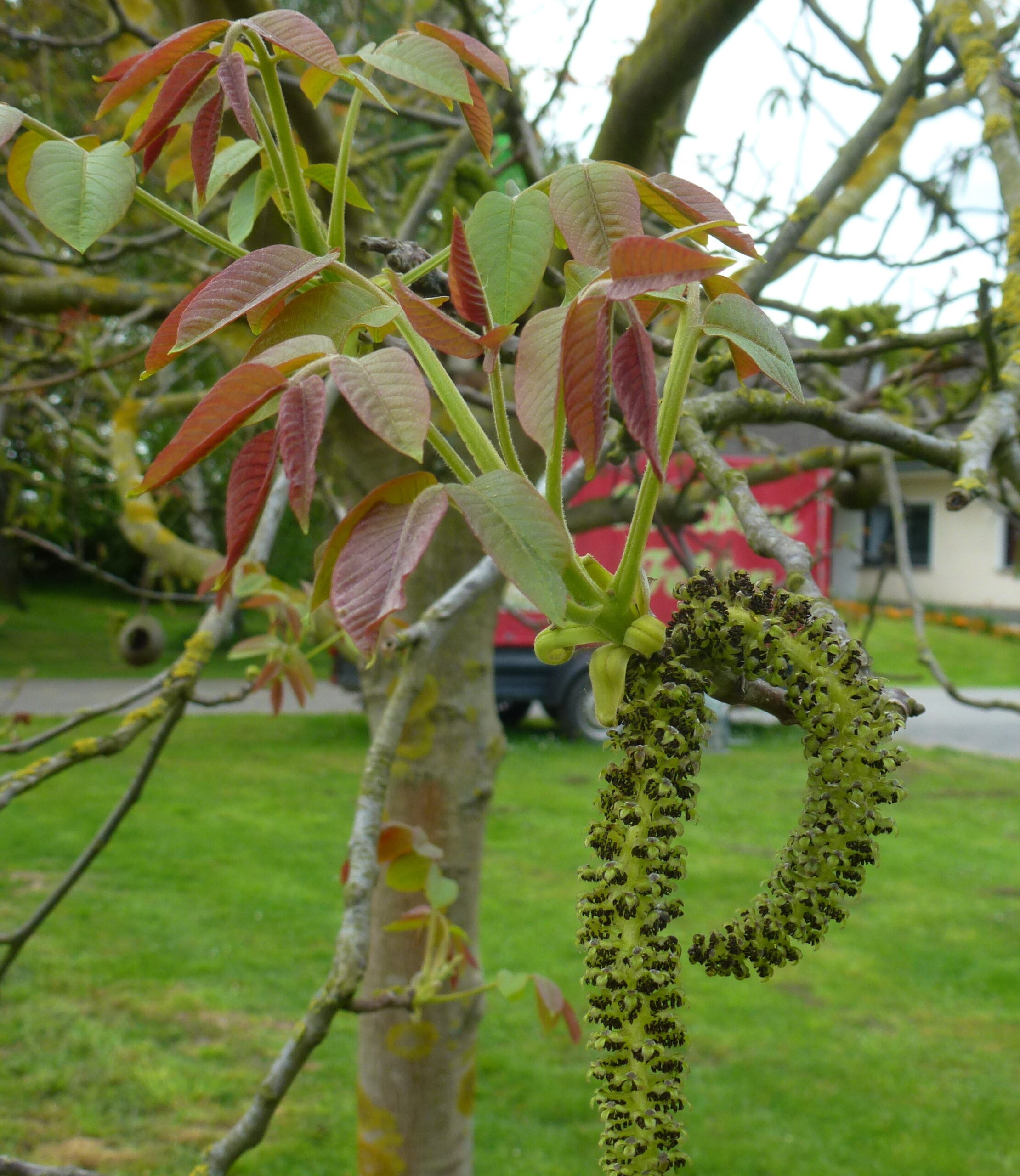 Kätzchenblüte an einem Walnuss Klon 139