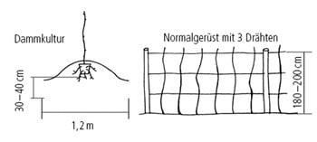 Pflanzschema für Sommerhimbeeren