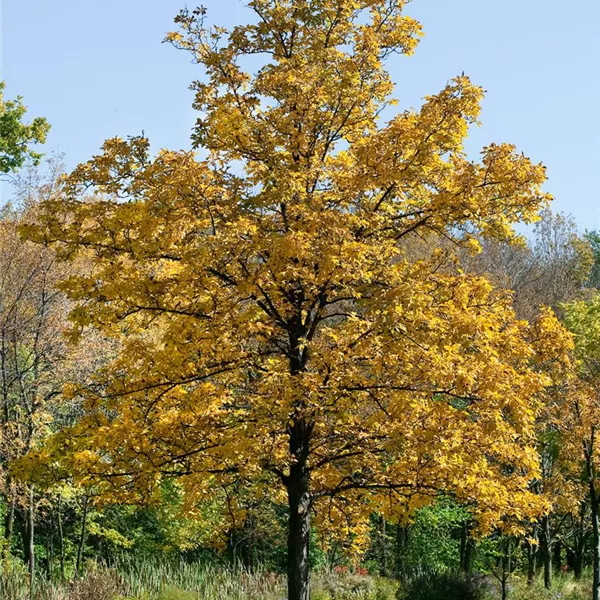 Sängerhof - Juglans Walnuss im Herbstlaub