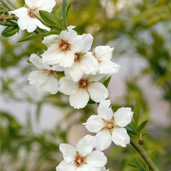 Gartencenter Sängerhof - Mandelblüte im frühen Frühjahr