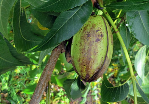 Gartencenter Sängerhof - Pekannuss Frucht am baum