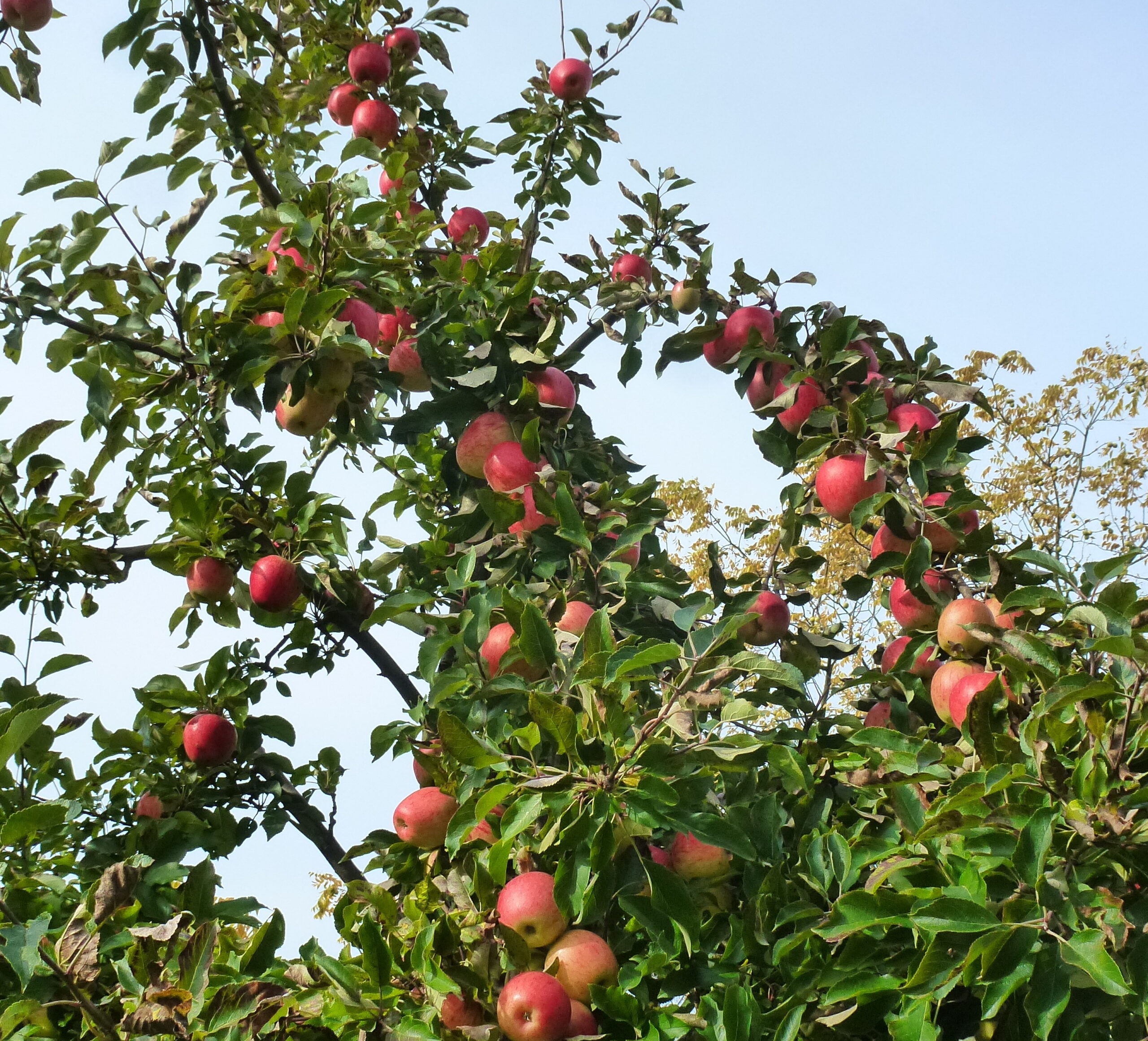 Apfel Hochstamm