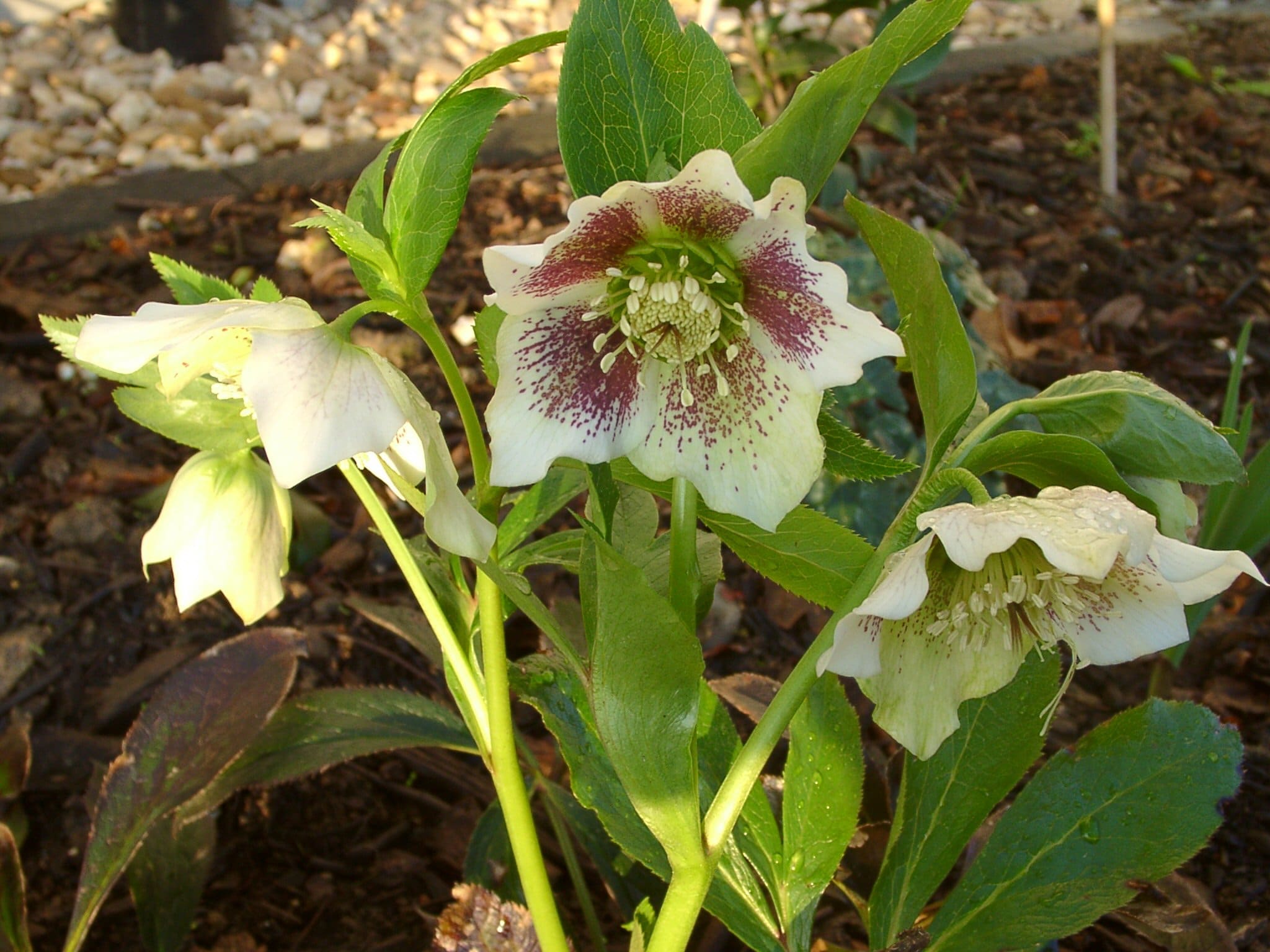 Helleborus-Hybride mit exotischer Blüte zum Winterausgang