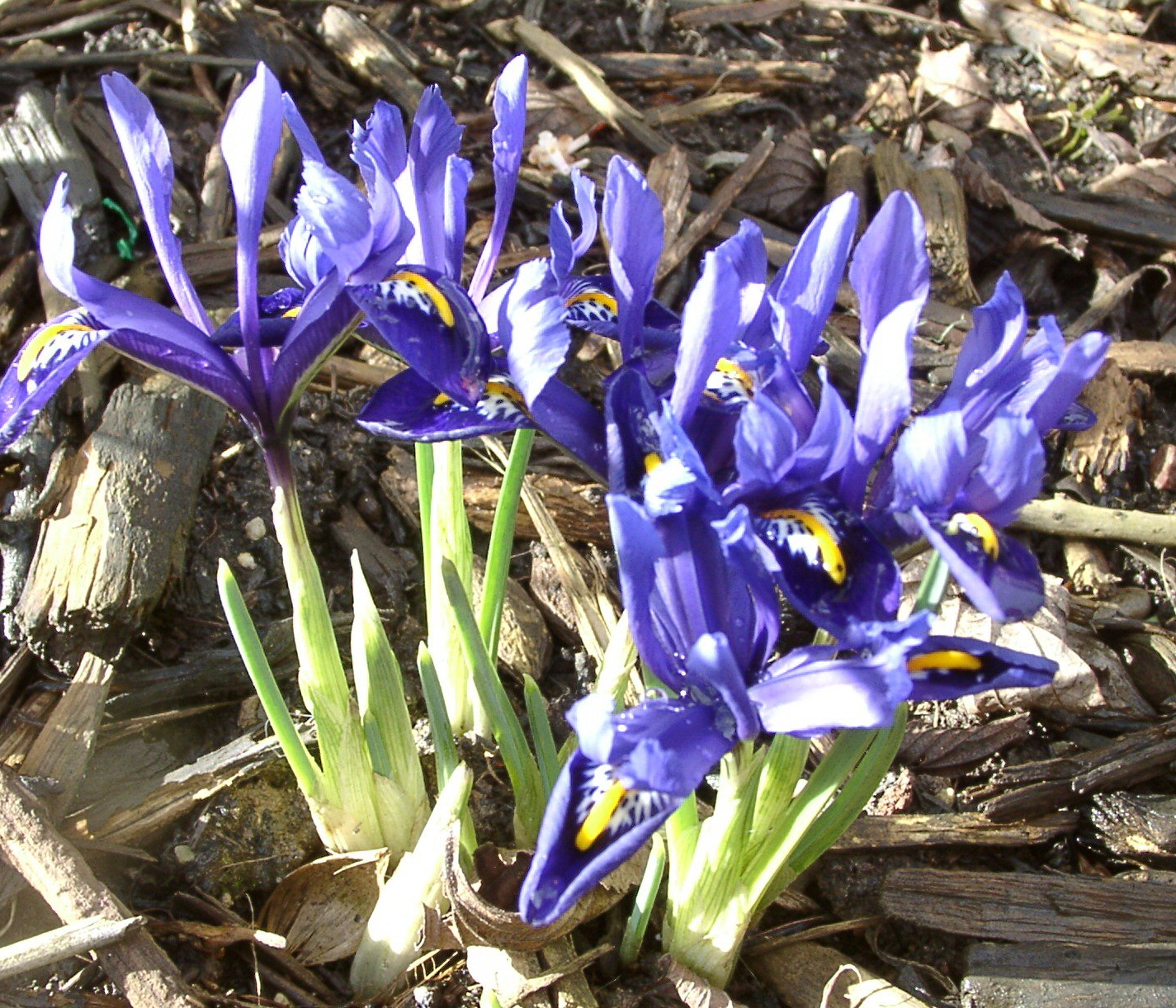 Aparter Frühblüher Iris reticulata