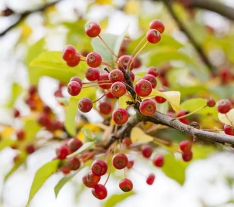 Gartencenter Sängerhof - Malus sargentii Früchte im herbst