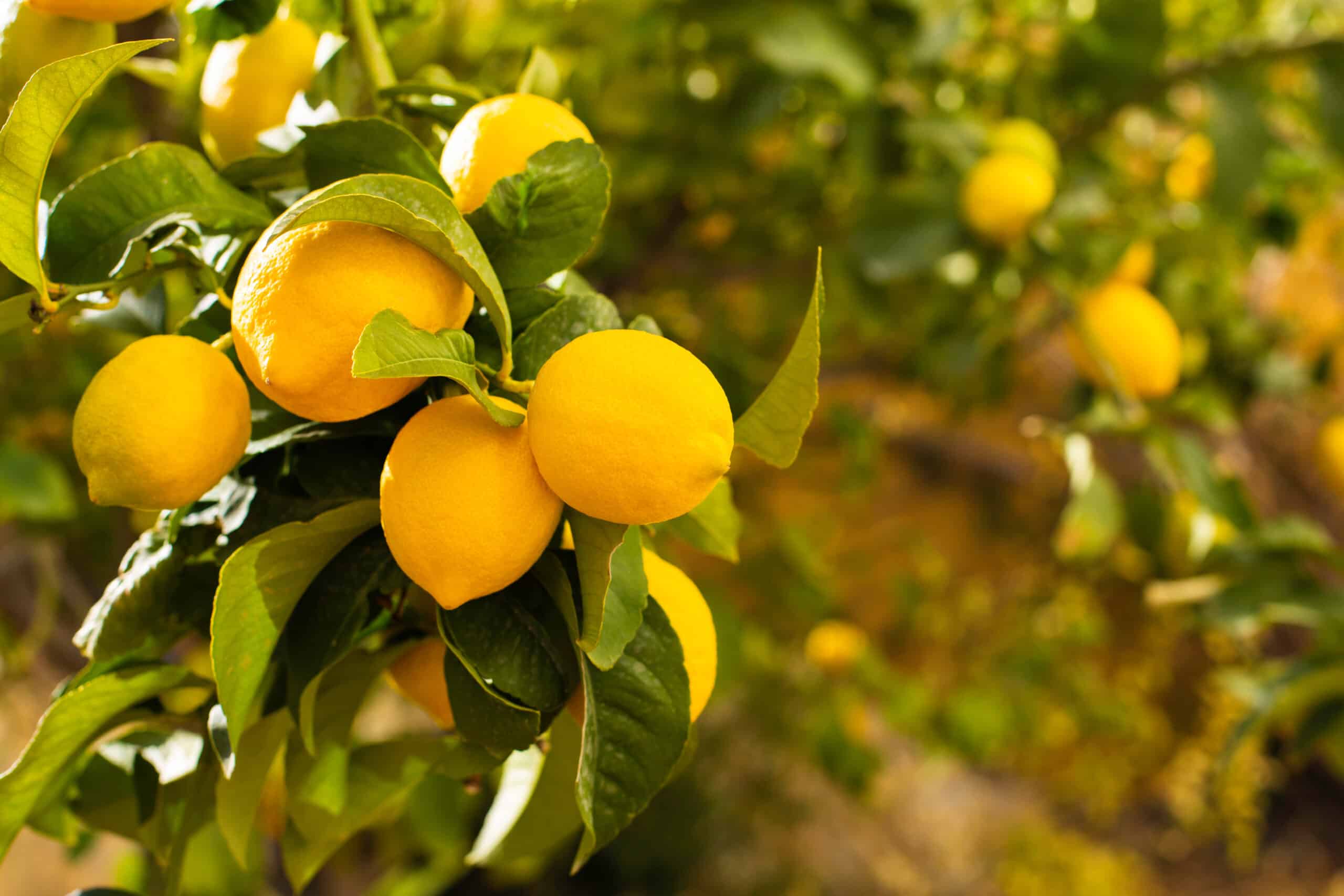 Bunch of fresh ripe lemons on a lemon tree branch in sunny garden.